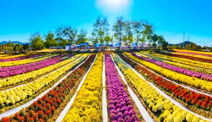 연천국화축제 국화 / 사진=연천군 공식 블로그