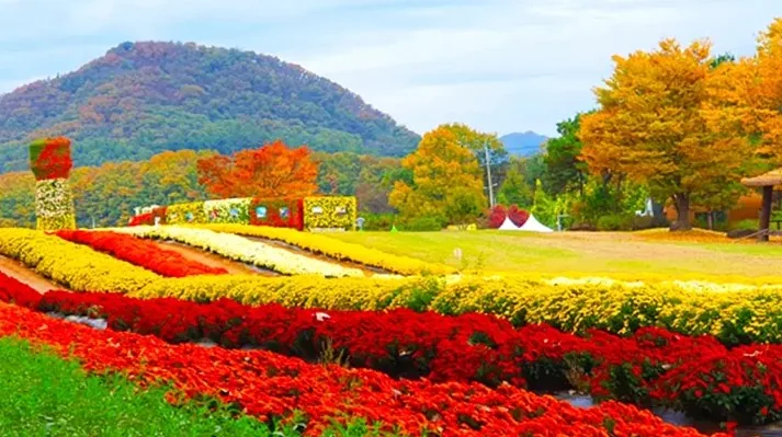 연천국화축제 / 사진=연천 문화관광