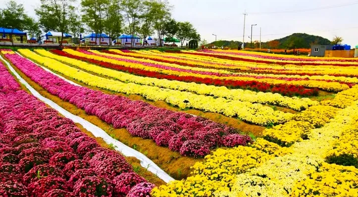 연천 국화 명소 / 사진=연천 공식블로그 이기석