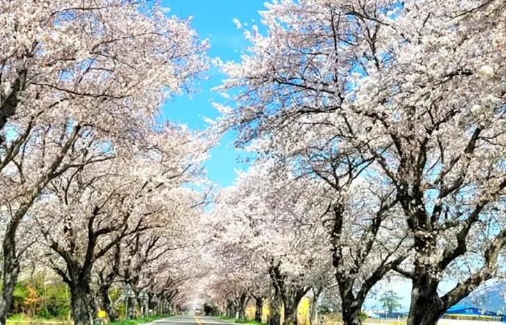 영암왕인문화축제 벚꽃길 / 사진=영암군
