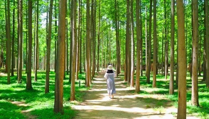 영덕 벌영리 메타세콰이어길 / 사진=경북나드리