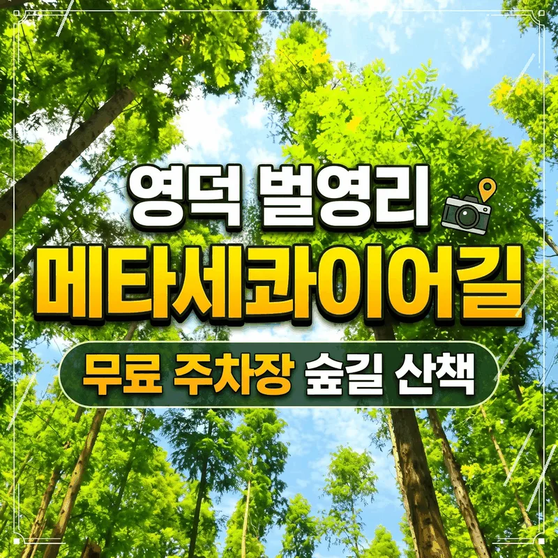 영덕 벌영리 메타세콰이어길 무료 주차장 숲길 산책