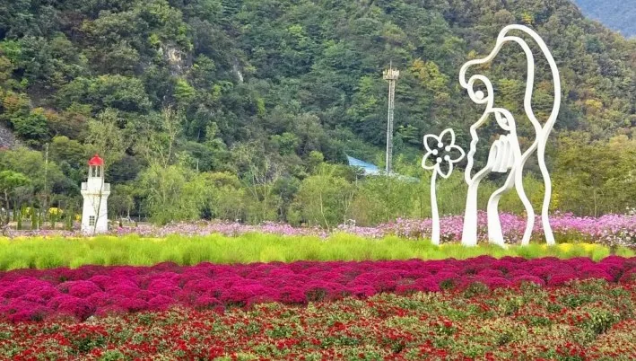 영월 동서강정원 가을꽃 축제 / 사진=영월군