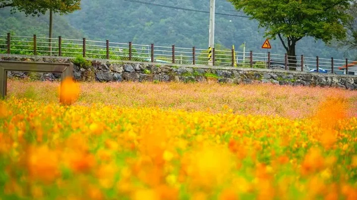 영월 홍메밀축제 / 사진=영월 공식블로그