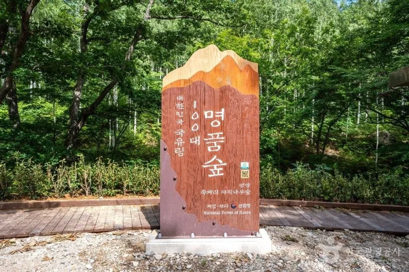 영양 자작나무숲