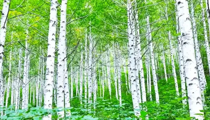 영양 자작나무숲 / 사진=산림청