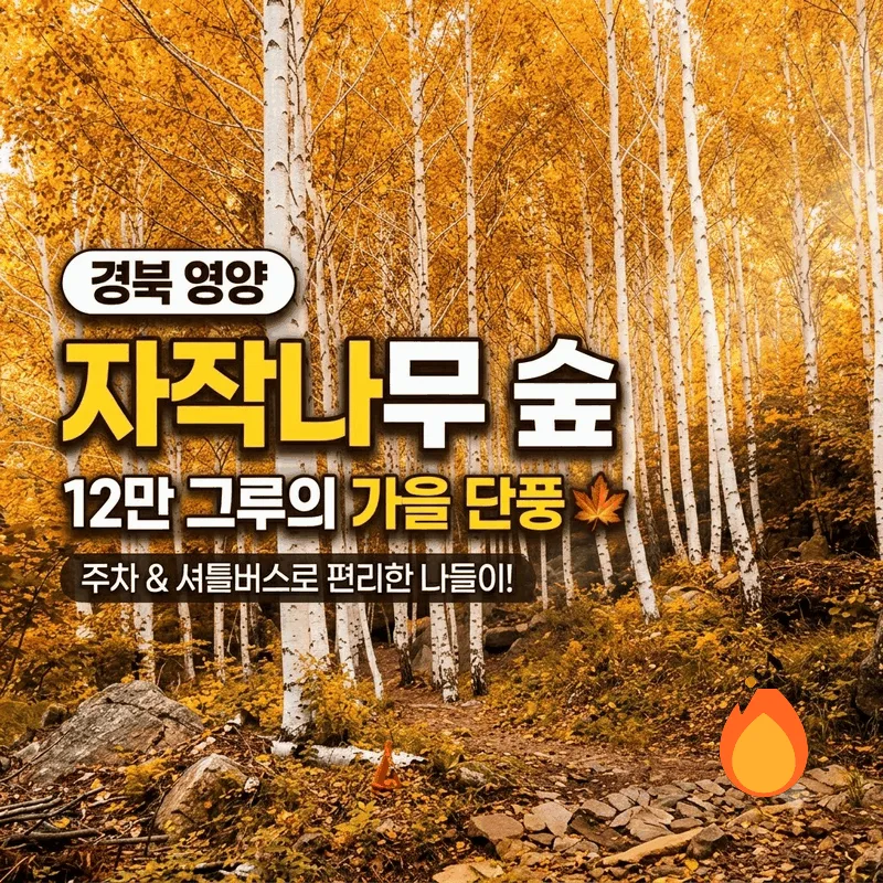 경북 영양 자작나무숲 12만 그루 가을 단풍, 주차와 셔틀버스로 편한 나들이