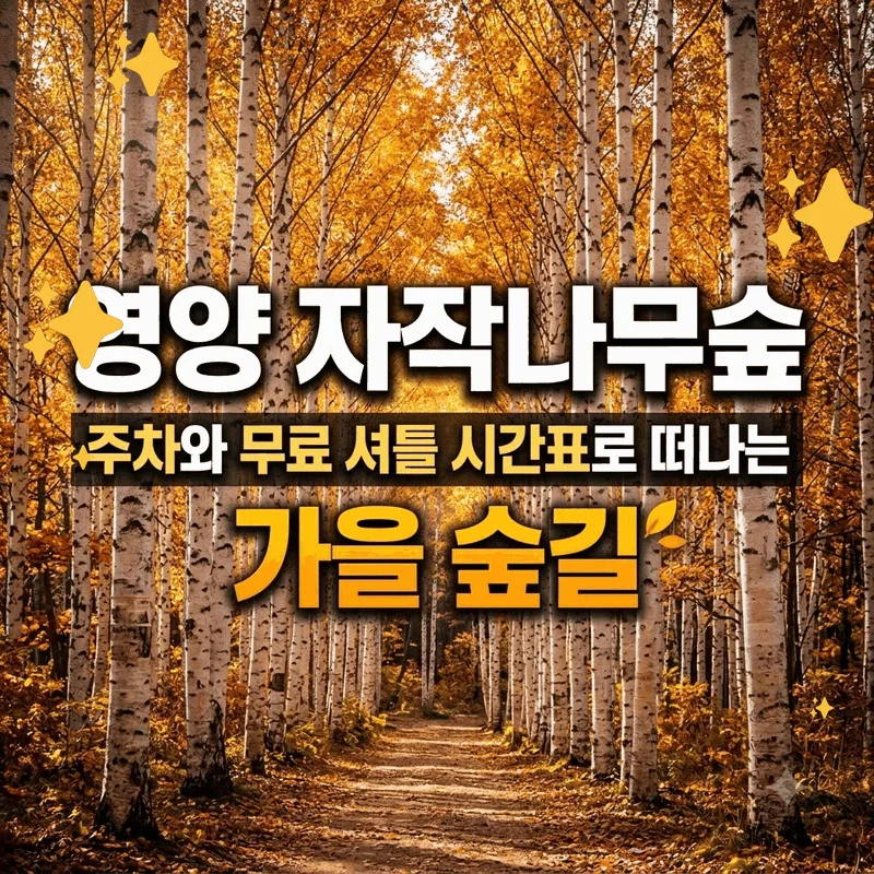 영양 자작나무숲 주차와 무료 셔틀 시간표로 떠나는 가을 숲길