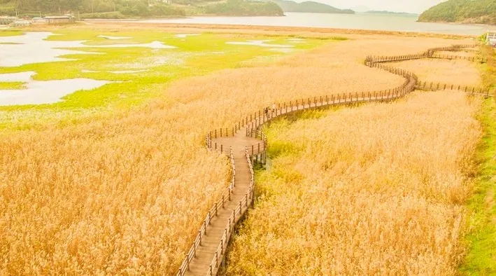 여수 가사리갈대밭 전경 / 사진=여수 공식블로그