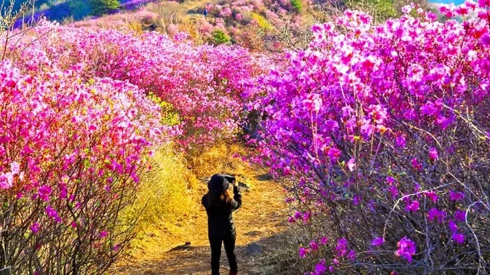 영취산의 봄 / 사진=(사)여수영취산진달래축제 보존회