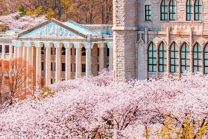 경희대 벚꽃 /사진=경희대학교