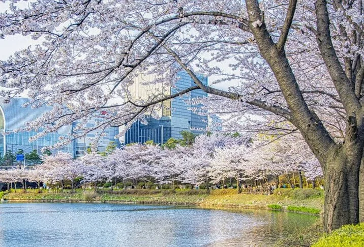 석촌호수 벚꽃길/사진=게티이미지뱅크