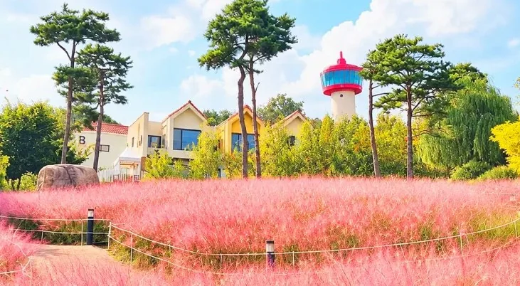 용인자작나무숲 가을꽃축제 / 사진=용인자작나무숲 공식블로그