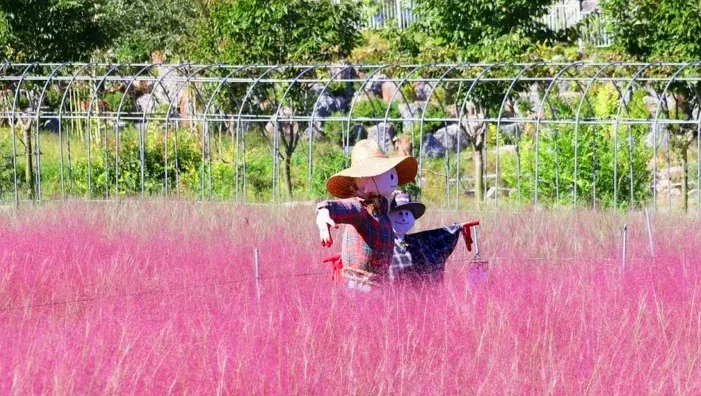 용인자작나무숲 핑크뮬리 / 사진=용인자작나무숲