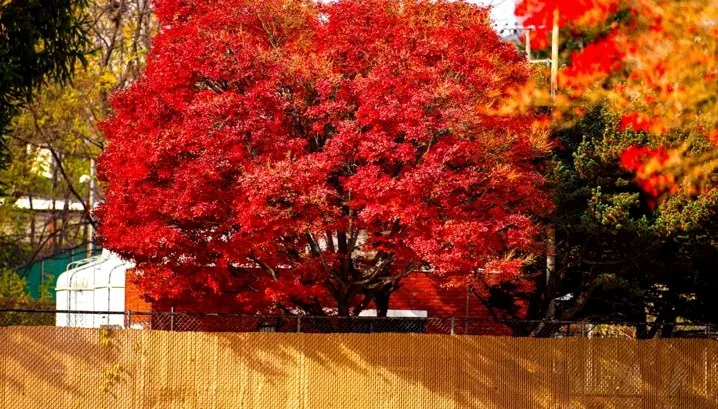 용산공원 단풍 / 사진=서울관광 아카이브