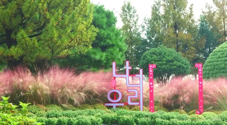 유성국화축제 핑크뮬리 / 사진=유성구 공식 블로그